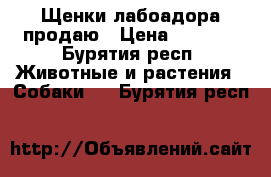 Щенки лабоадора продаю › Цена ­ 5 000 - Бурятия респ. Животные и растения » Собаки   . Бурятия респ.